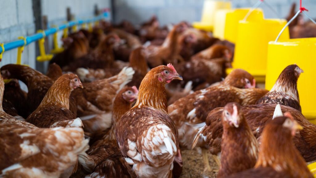 Poultry Farm Business 2025
